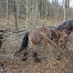 Holzrücken mit Pferd