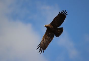 Schreiadler (Foto: Uwe Kelch)