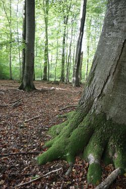 Naturwald in Lendershagen