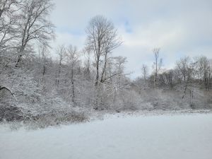 Nordvorpommersche_Waldlandschaft_Winter2023