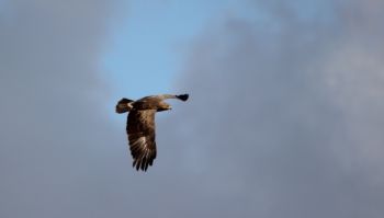 Schreiadler (Foto: Uwe Kelch)